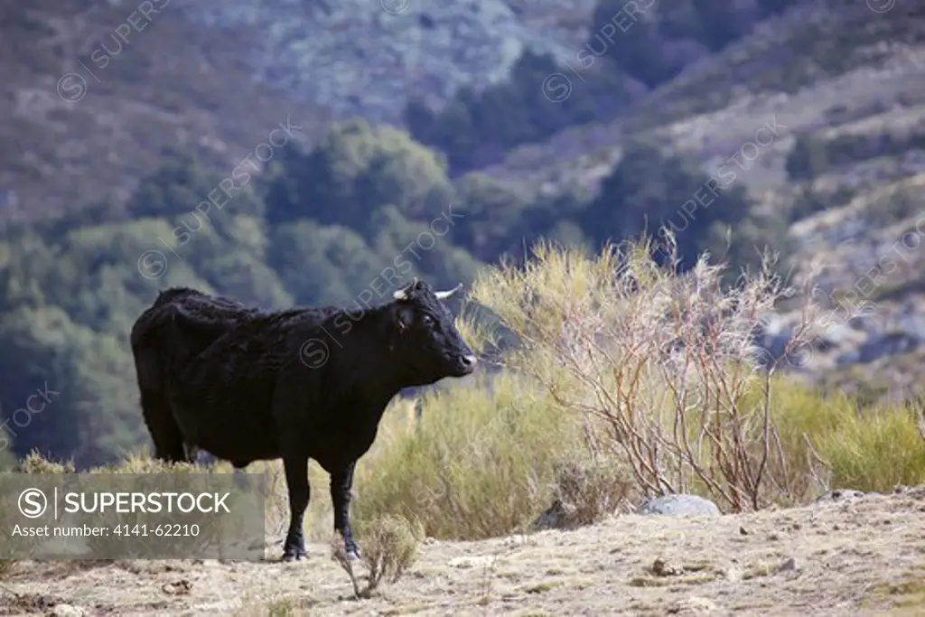 Domestic Cow (Bos Taurus); Black; Farmed In Spanish Mountains