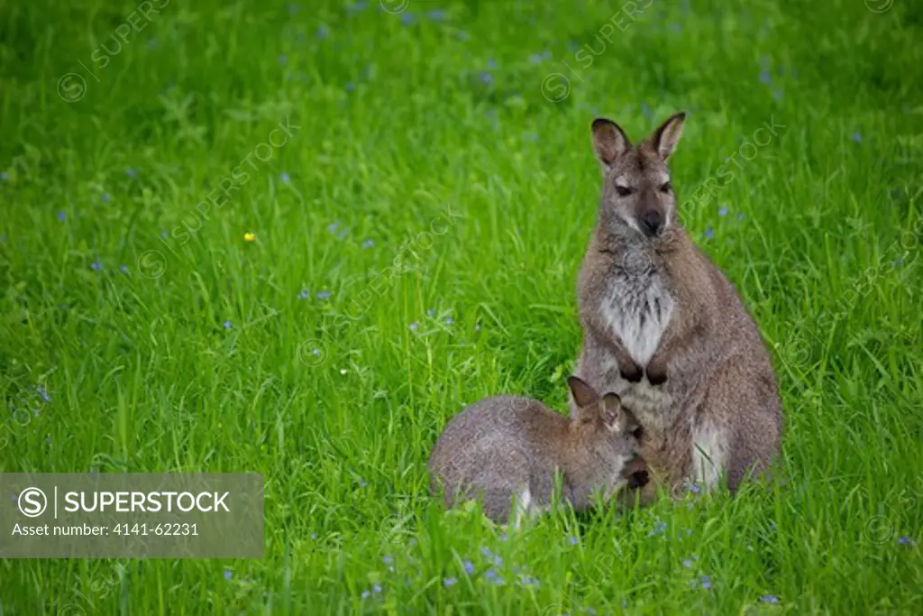 Red-Necked Wallaby (Macropus Rufogriseus) In Meadow Feeding Young Joey; Controlled Conditions