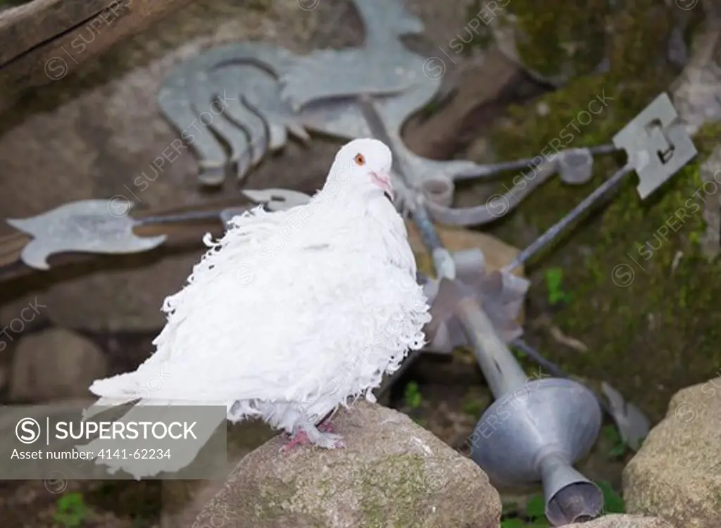 Frillback Fantail Pigeon; Breed Of Domestic Pigeon (Columba Livia Domestica); With Fallen Church Weathervane; France