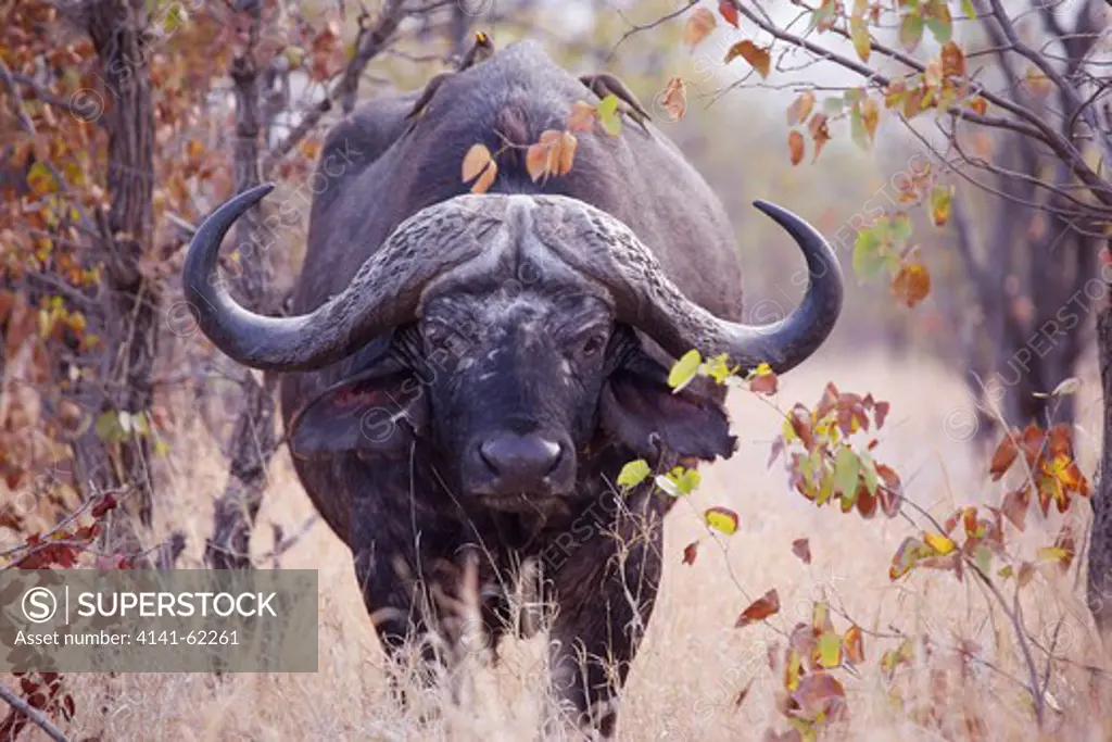 African Buffalo, Affalo, Nyati, Mbogo Or Cape Buffalo (Syncerus Caffer) Among Mopane Or Mopani (Colophospermum Mopane) Trees; South Africa