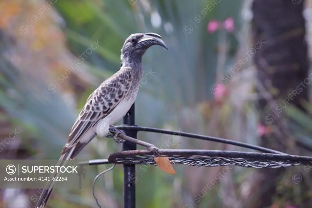 African Grey Hornbill, (Tockus Nasutus) On Braai Or Barbeque; South Africa