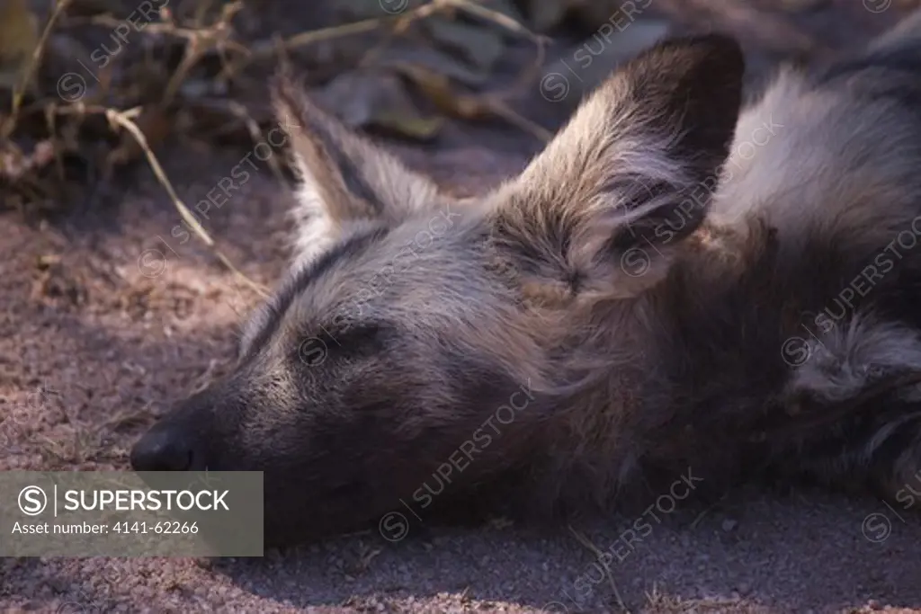 African Wild Dog, African Hunting Dog, Cape Hunting Dog, Painted Dog, Painted Wolf, Painted Hunting Dog, Spotted Dog, Or Ornate Wolf (Lycaon Pictus); Sleeping In Shade Under Tree; South Africa