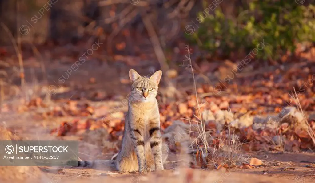 African Wildcat (Felis Silvestris Lybica), Sitting In Mopane Or Mopani Scrub (Colophospermum Mopane) At The End Of The Dry Season; Kruger National Park; South Africa