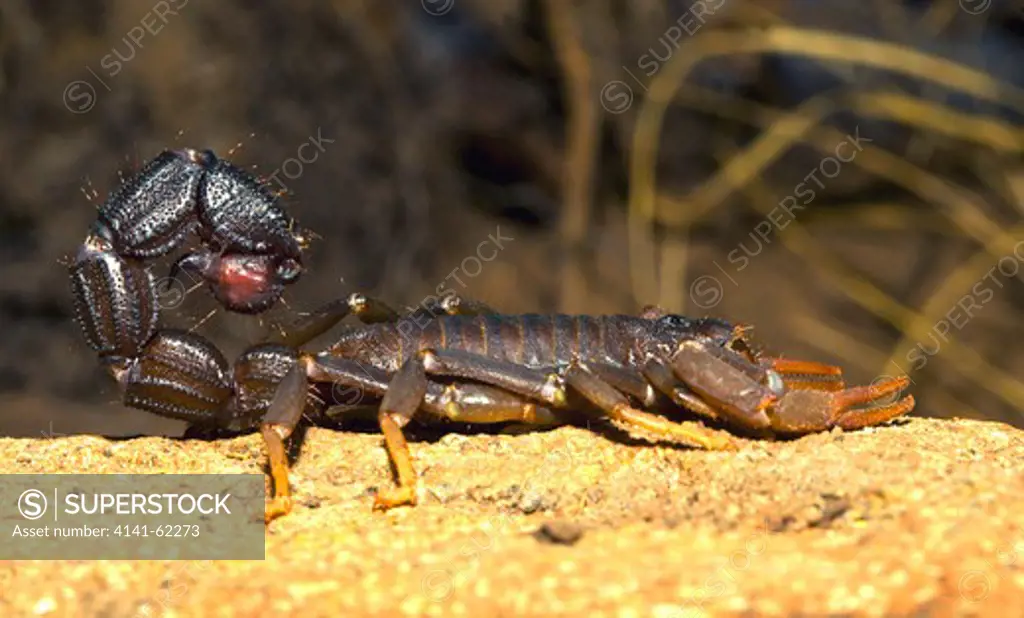 Black Thick-Tailed Scorpion  (Parabuthus Transvaalicus) Also Called Dark Scorpion. South Africa