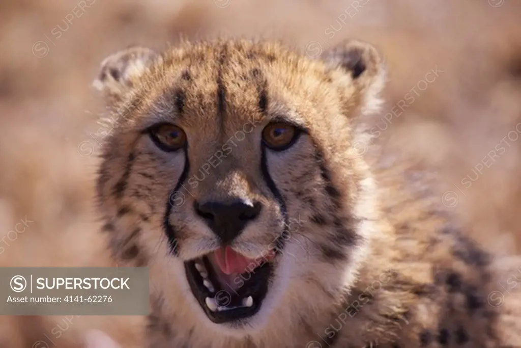 Cheetah (Acinonyx Jubatus); Juvenile; Portrait; South Africa;