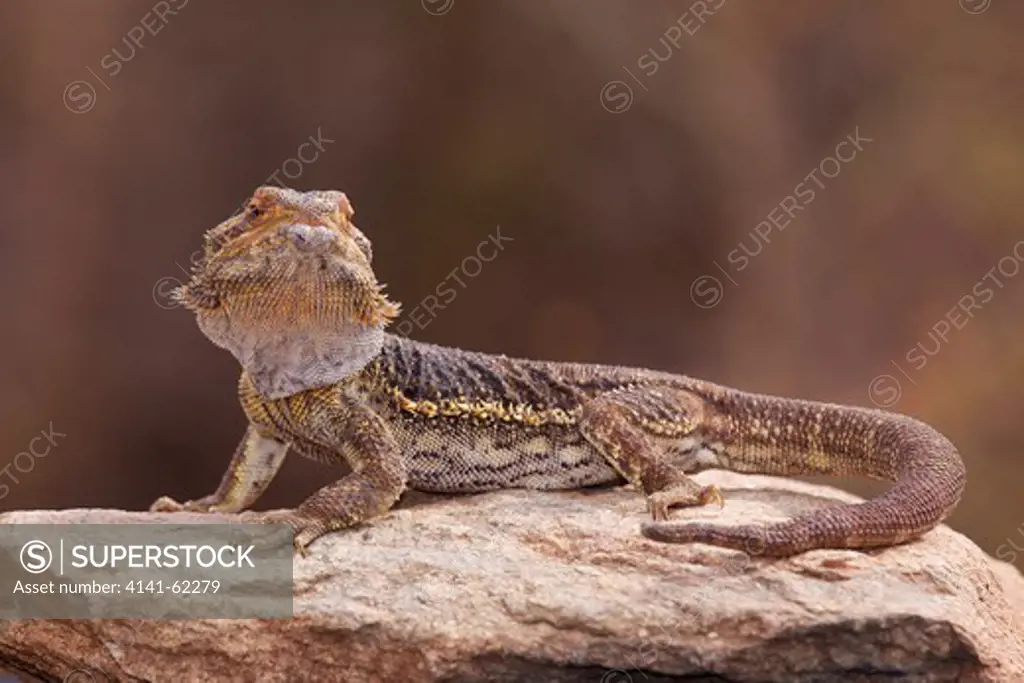 Eastern Bearded Dragon, Jew Lizard Or Frilly Lizard (Pogona Barbata) Basking On Rock; Australia