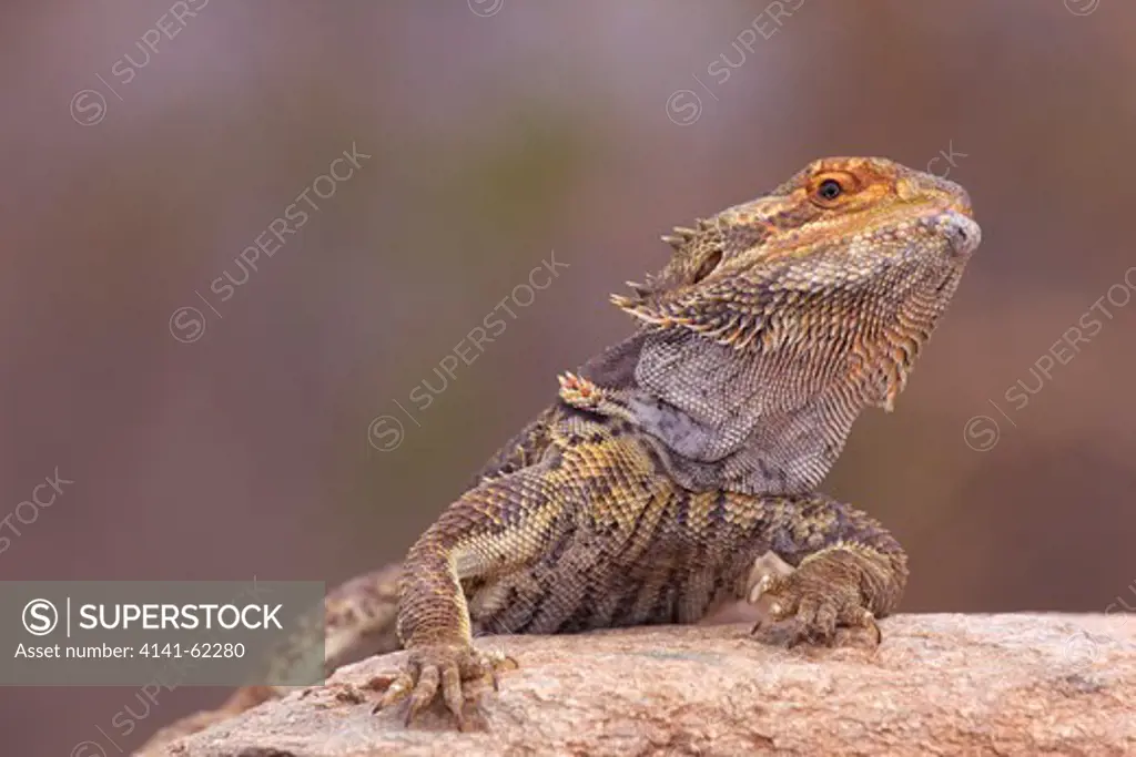 Eastern Bearded Dragon, Jew Lizard Or Frilly Lizard (Pogona Barbata) Basking On Rock; Australia