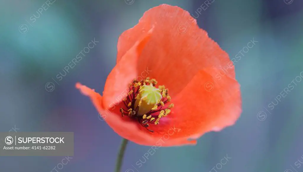 Field Poppy (Papaver Rhoeas) In Meadow; Flower Head In Close Up; Late Summer; England
