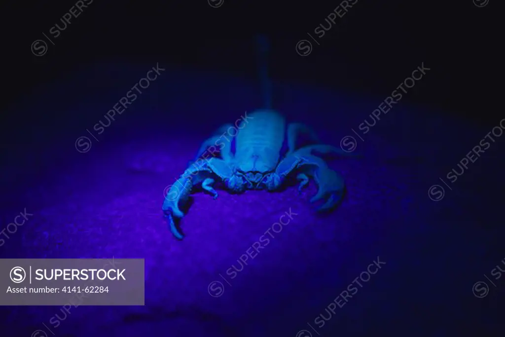 Flat Rock Scorpion, (Hadogenes Troglodytes); Glowing Under Ultra-Violet Light; South Africa