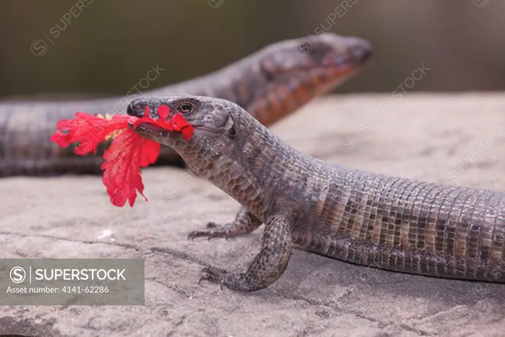 Giant Plated Lizard (Gerrhosaurus Validus); Eating Hibiscus Flower (Hibiscus Sp); On Rocks; South Africa