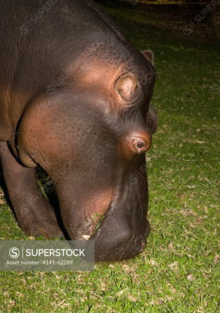 Hippopotamus (Hippopotamus Amphibius) Grazing On River Bank At Night. South Africa