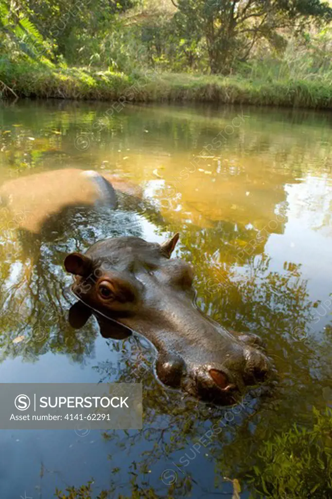 Hippopotamus (Hippopotamus Amphibius) Resting In Water During The Day. South Africa