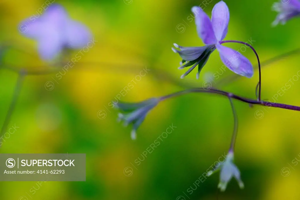 Meadow Rue Cultivar (Thalictrum Elin); Flower; Late Summer