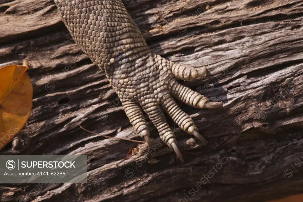 Rock Monitor (Varanus Albigularis); Foot Detail; South Africa