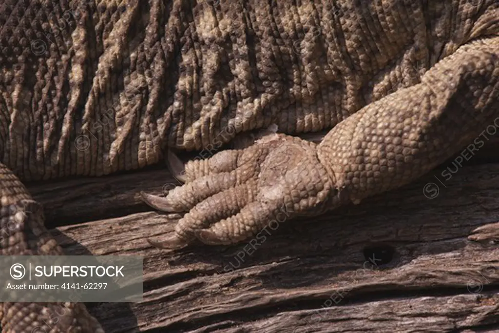 Rock Monitor (Varanus Albigularis); Front Foot Detail While Basking; South Africa