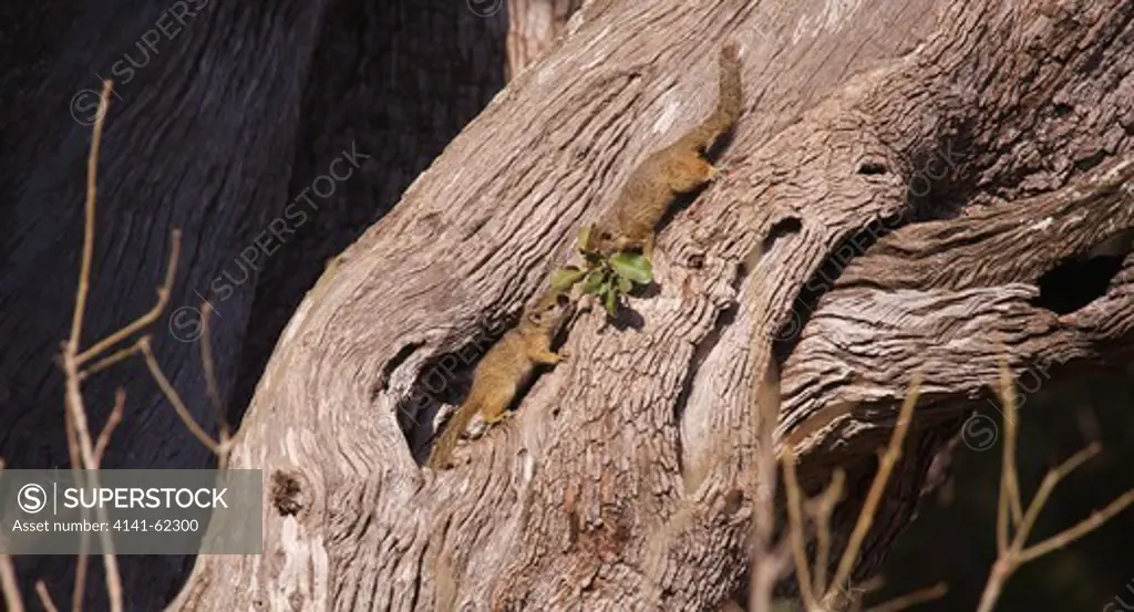 Smith'S Bush Squirrel Or Tree Squirrel (Paraxerus Cepapi); Exchanging Bedding At Nest; South Africa