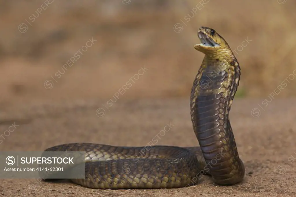 Snouted Cobra, (Naja Annulifera), Hood & Mouth Open; South Africa