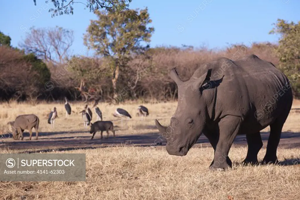 Southern White Rhinoceros (Ceratotherium Simum Simum); With Marabou Stork, (Leptoptilos Crumeniferus) & Warthog Or Common Warthog (Phacochoerus Africanus)  In Background, South Africa