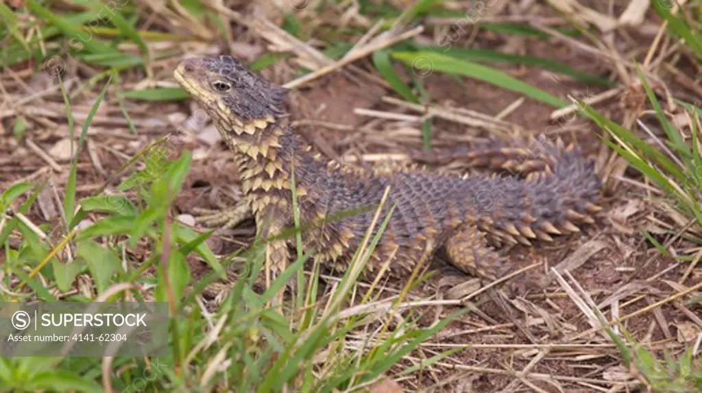 Sungazer, Giant Spiny-Tailed Lizard, Giant Zonure, Or Giant Girdled Lizard (Cordylus Giganteus); Hunting In Grass; South Africa