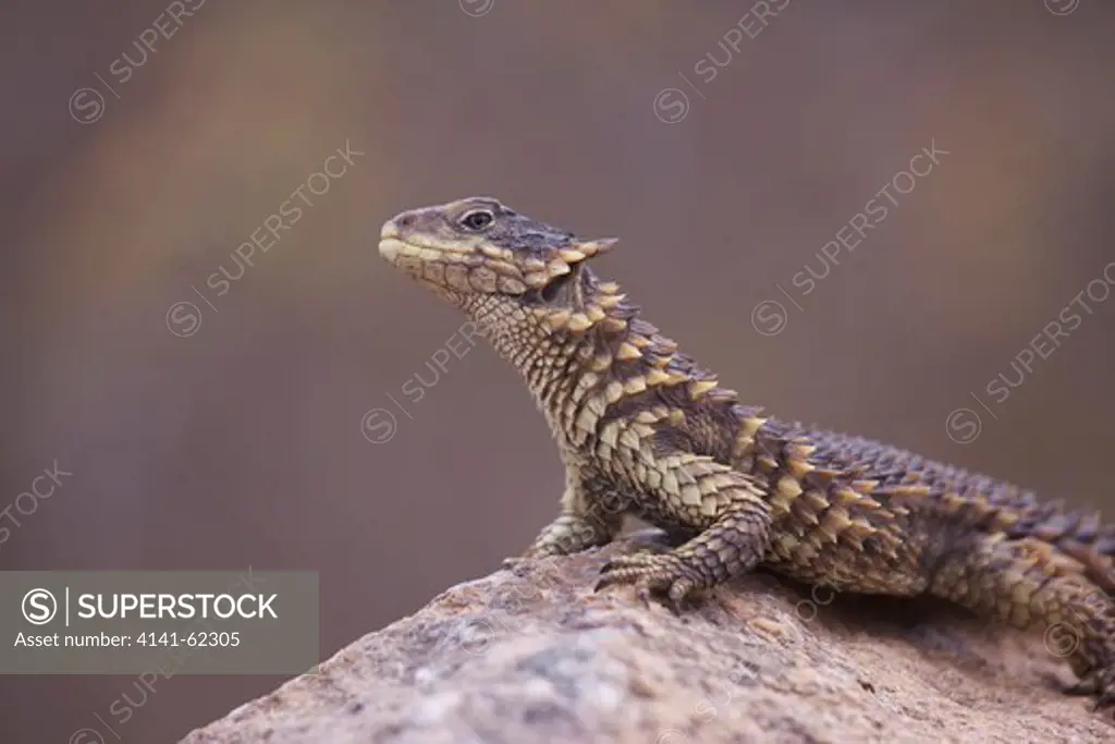 Sungazer, Giant Spiny-Tailed Lizard, Giant Zonure, Or Giant Girdled Lizard (Cordylus Giganteus); Basking On Rock; South Africa