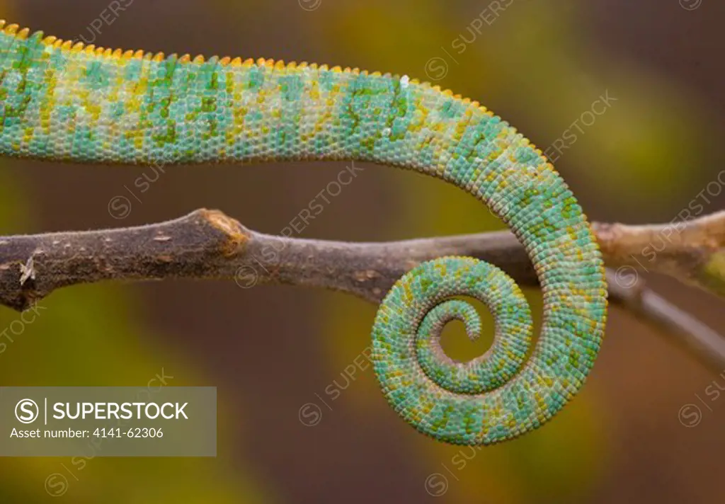 Tail Of Veiled Chameleon (Chamaeleo Calyptratus) Also Called Yemen Chameleon.