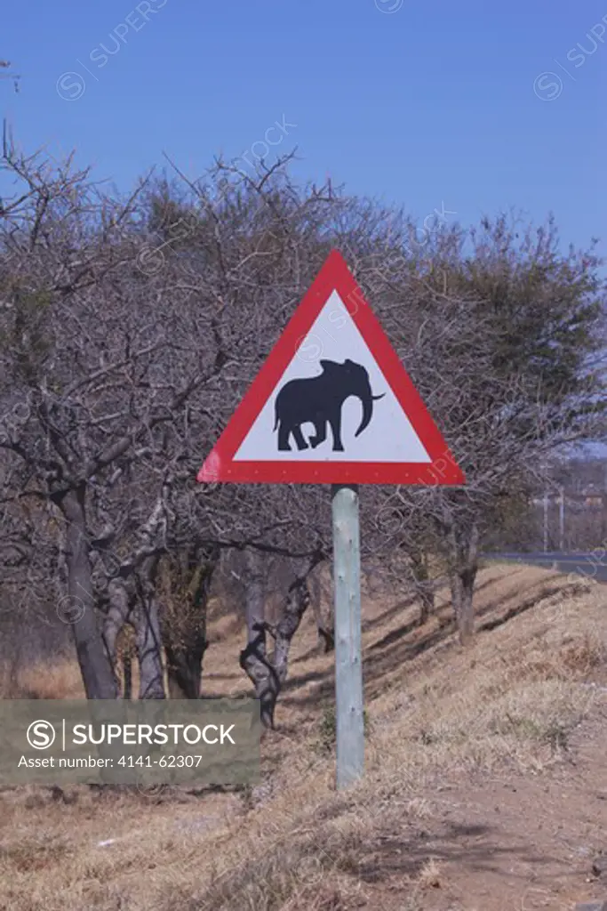 Traffic Sign Warning Of African Bush Elephant (Loxodonta Africana) On Road; South Africa