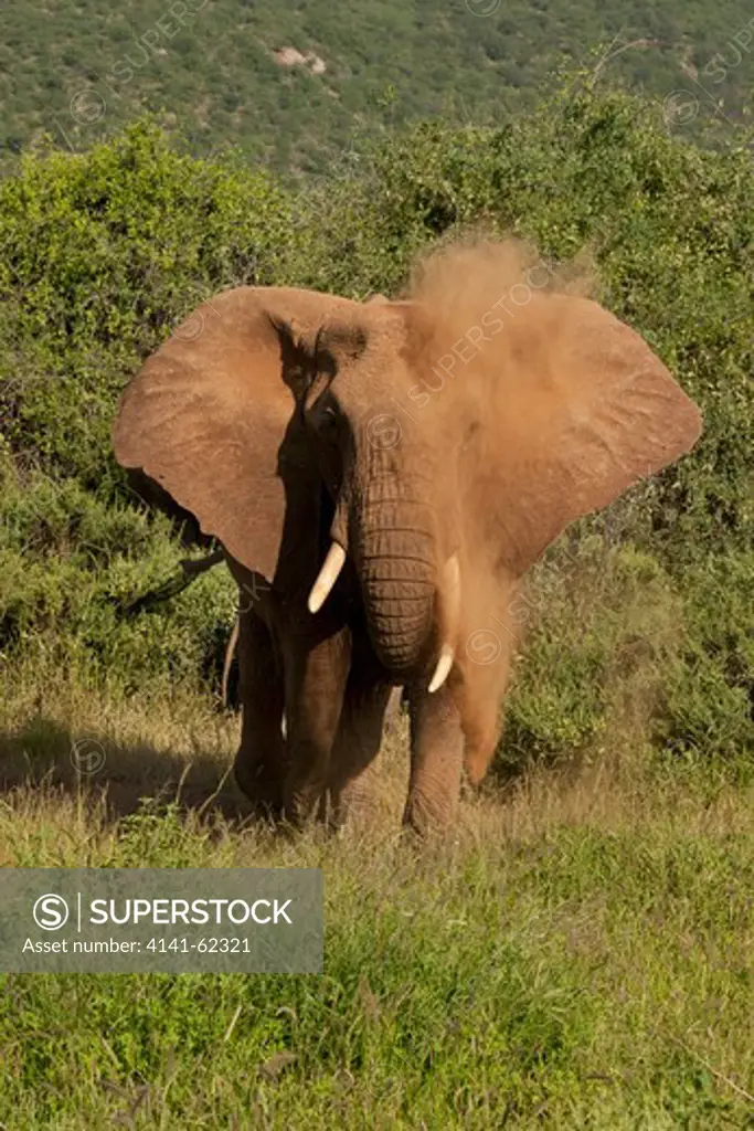 African Elephant, Loxodonta Africana, Dust Bathing, Masai Mara, Kenya