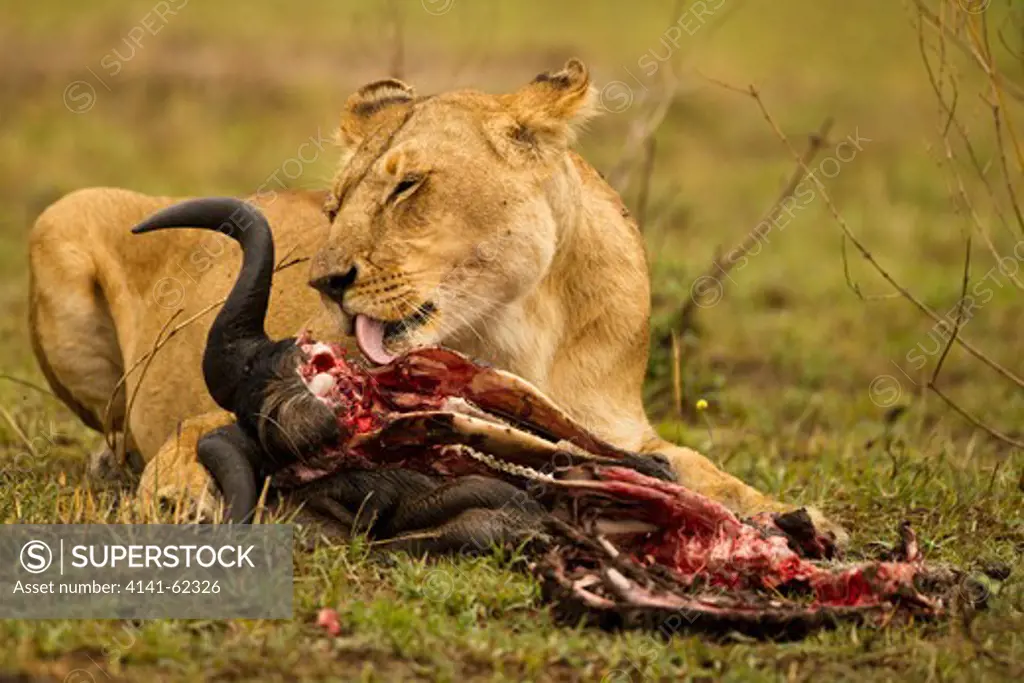 African Lion, Panthera Leo, Lioness Feeding On Kill, Masai Mara Game Reserve, Kenya, Africa