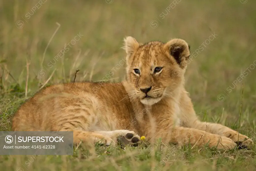 African Lion, Panthera Leo, Cub Resting In The Masai Mara Game Reserve, Kenya, Africa