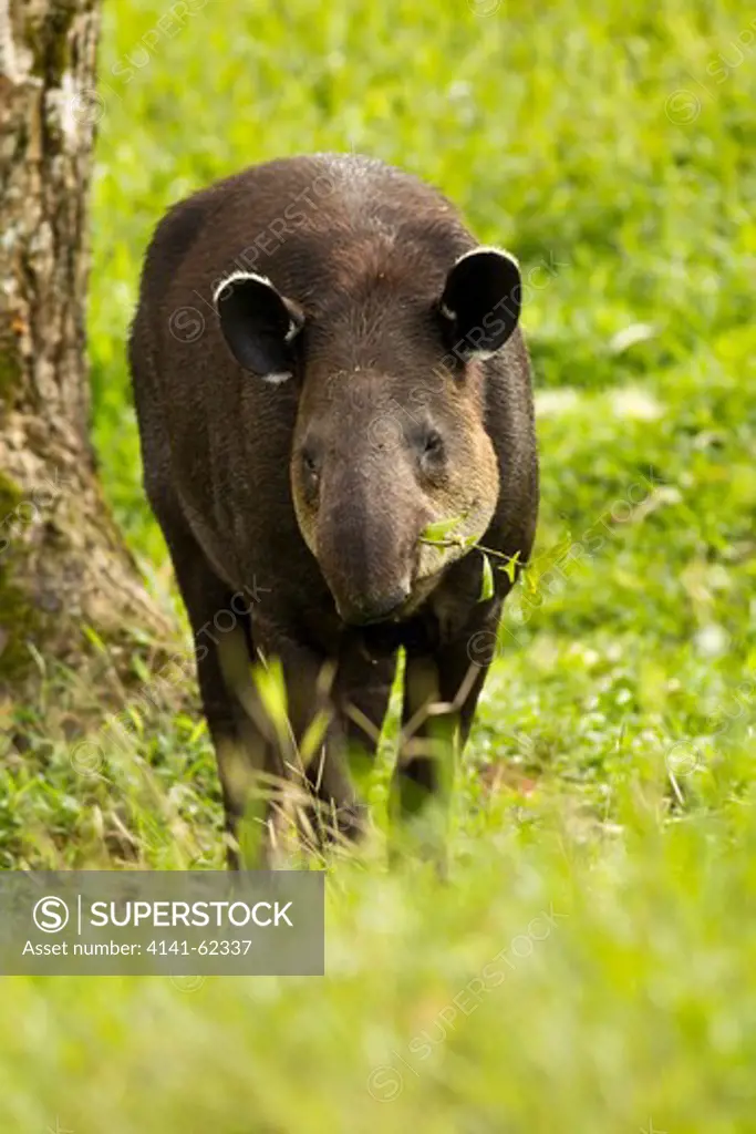 Baird'S Tapir, Tapirus Bairdii, Foraging For Food In Costa Rica