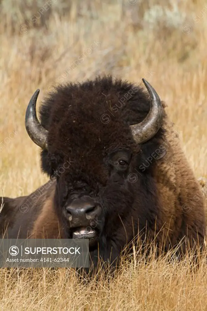 American Bison, Bison Bison, Swan Lake, Rocky Mountains, Yellowstone National Park, North America, Usa