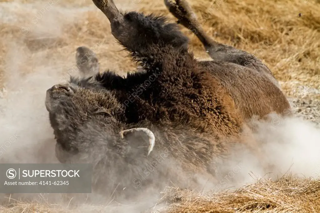 American Bison, Bison Bison, Hayden Valley, Rocky Mountains, Yellowstone National Park, North America, Usa