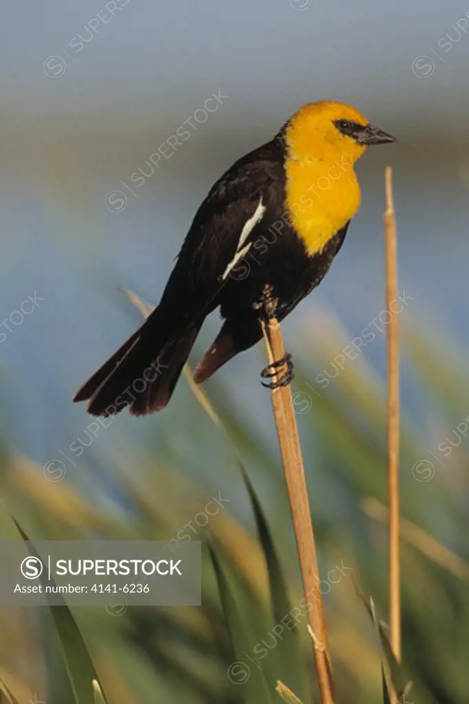 yellow-headed blackbird male xanthocephalus xanthocephalus on cattails colorado, usa
