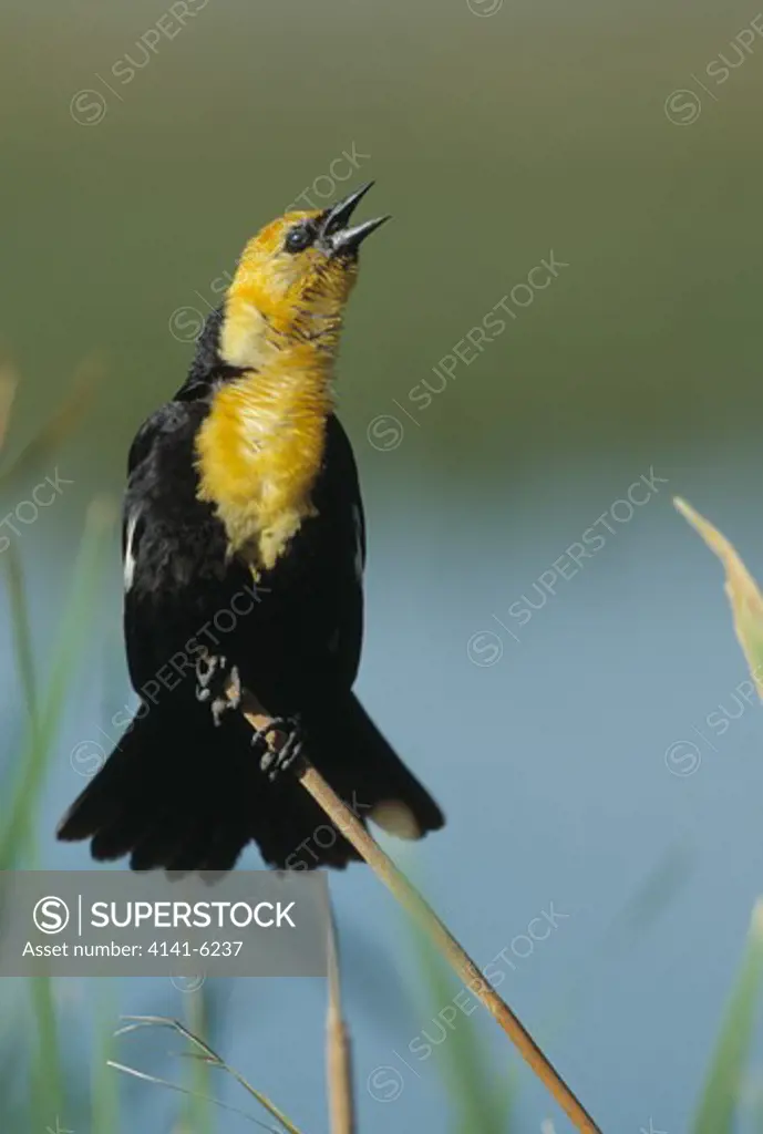 yellow-headed blackbird male xanthocephalus xanthocephalus on cattails colorado, usa 