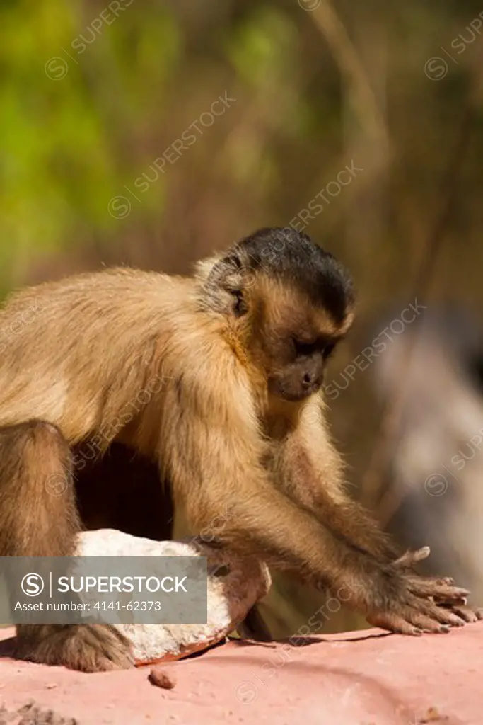 Brown Capuchin, Cebus Apella, Trying To Break Nuts In Piaui, Brazil