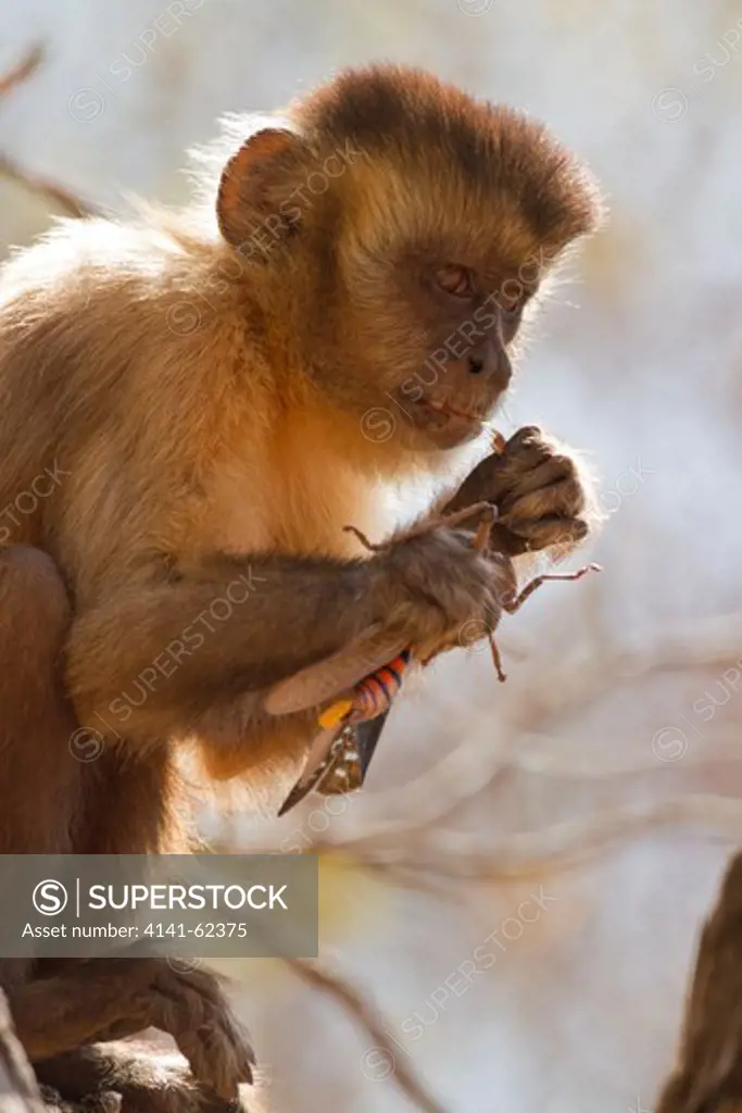 Brown Capuchin, Cebus Apella, Eating An Insect In Piaui, Brazil