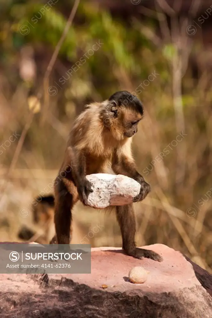 Brown Capuchin, Cebus Apella, Breaking Nut With Rock Tool, In Piaui, Brazil