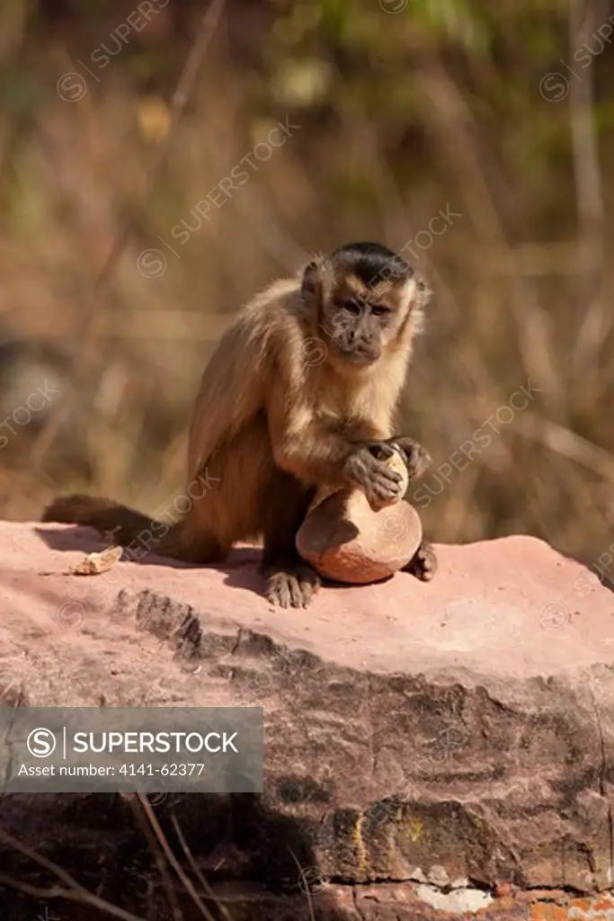Brown Capuchin, Cebus Apella, Breaking Nut With Rock Tool, In Piaui, Brazil