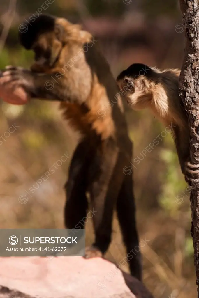 Brown Capuchin, Cebus Apella, Watching Another Capuchin Breaking Nut With Rock Tool, In Piaui, Brazil