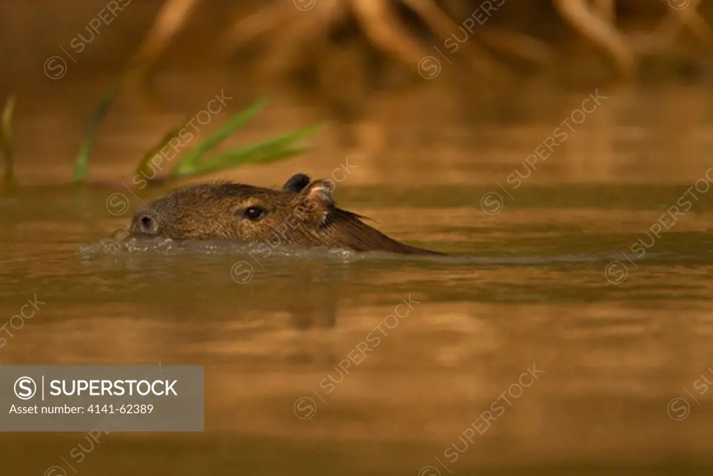 Capybara, Hydrochoerus Hydrochaeris,Swimming In The Jungle Of The Pantanal, Brazil.