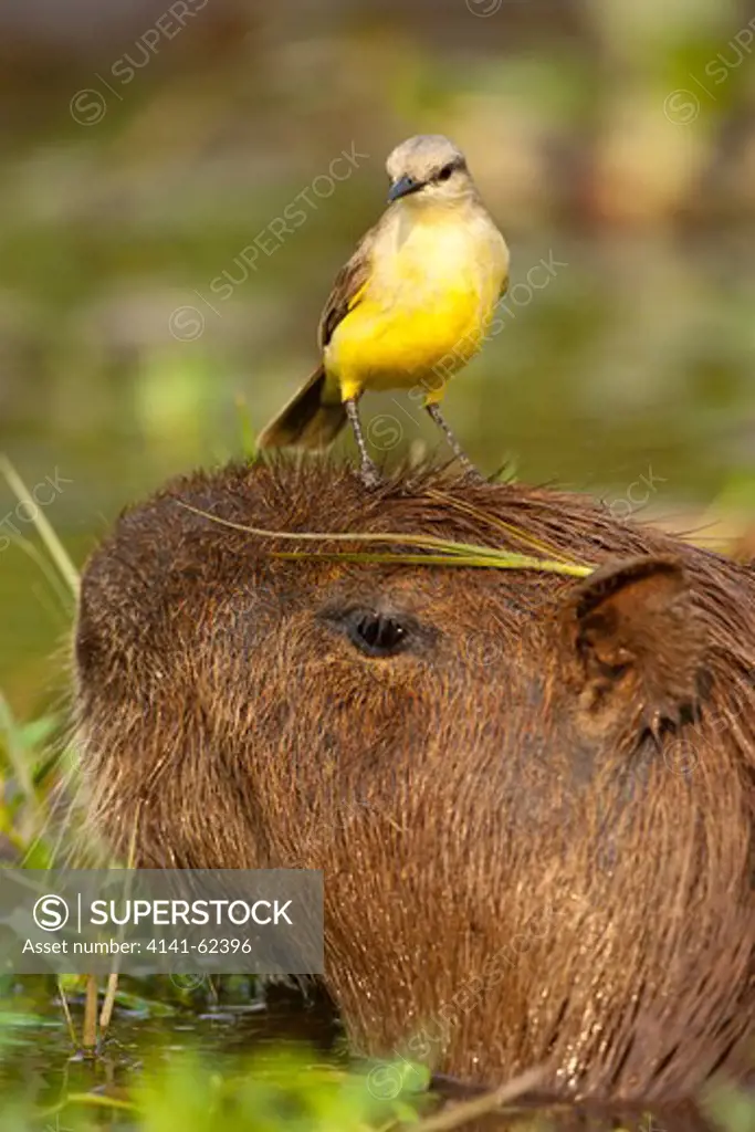 Cattle Tyrant, Machetornis Rixosus, Riding On The Head Of A Capybara, The World'S Largest Rodent, Moving Through Swampland. Pantanal, Brazil. Tyrant Flycatcher Hunts For Insects Disturbed By The Rodent.