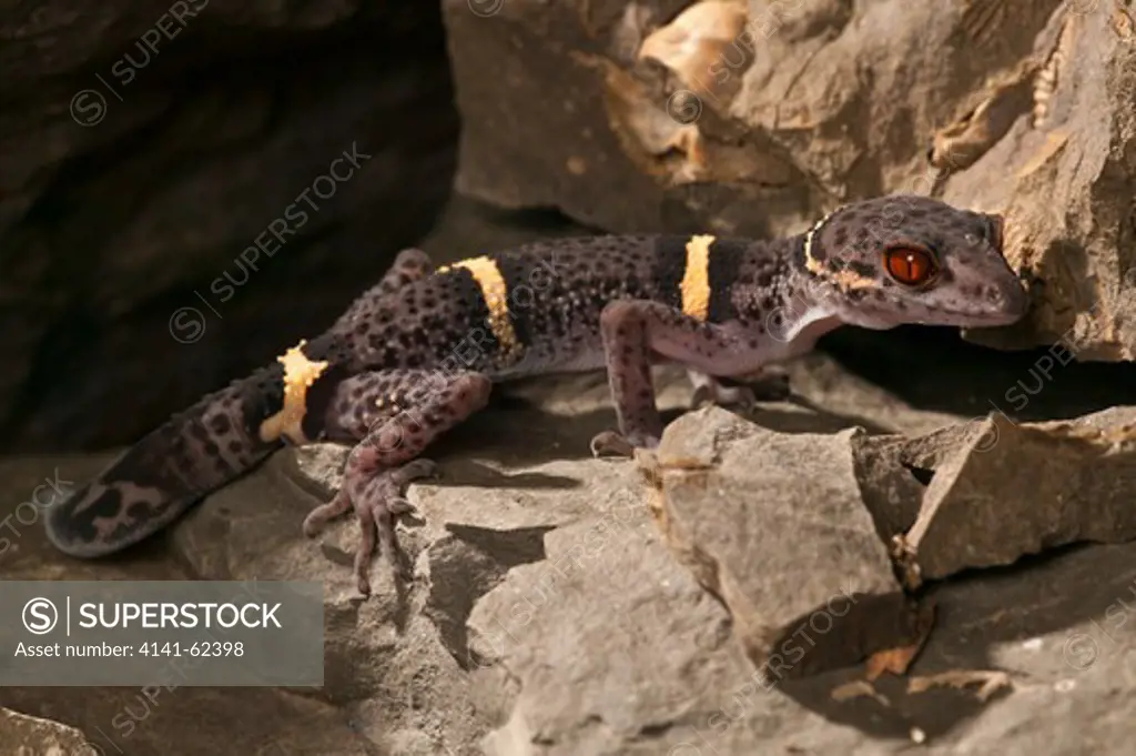 Chinese Cave Gecko, Goniurosaurus Lichtenfelderi, Northeastern Vietnam, Captive Or Controlled Situation
