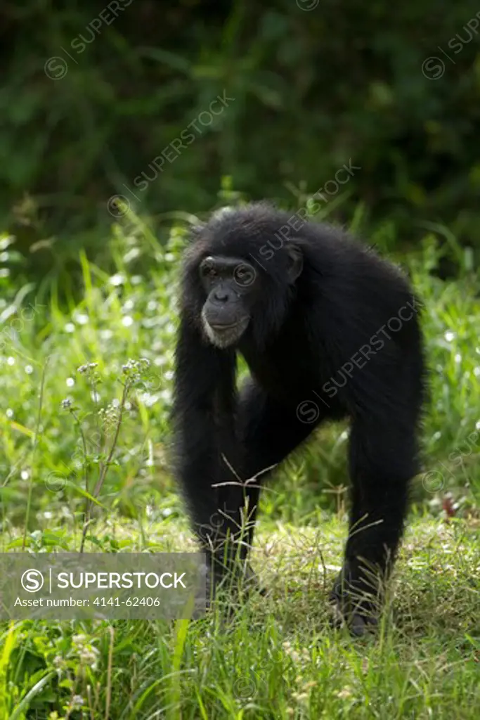 Common Chimpanzee, Pan Troglodytes, Posing In Sweetwaters Conservancy, Kenya. Captive.