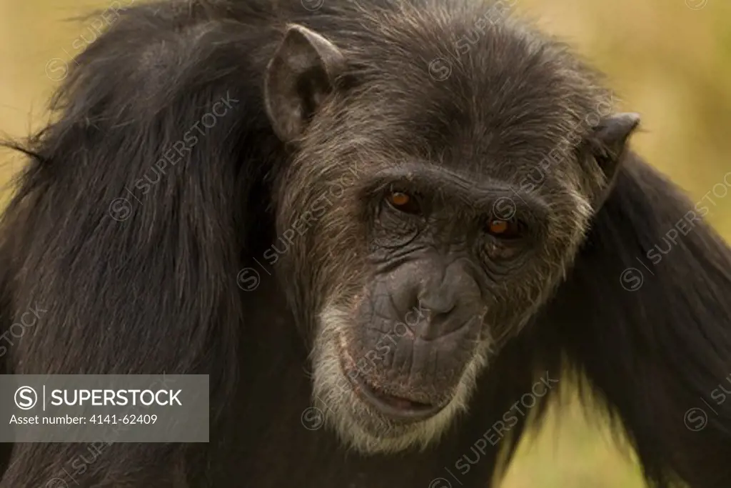 Common Chimpanzee, Pan Troglodytes, Posing In Sweetwaters Conservancy, Kenya