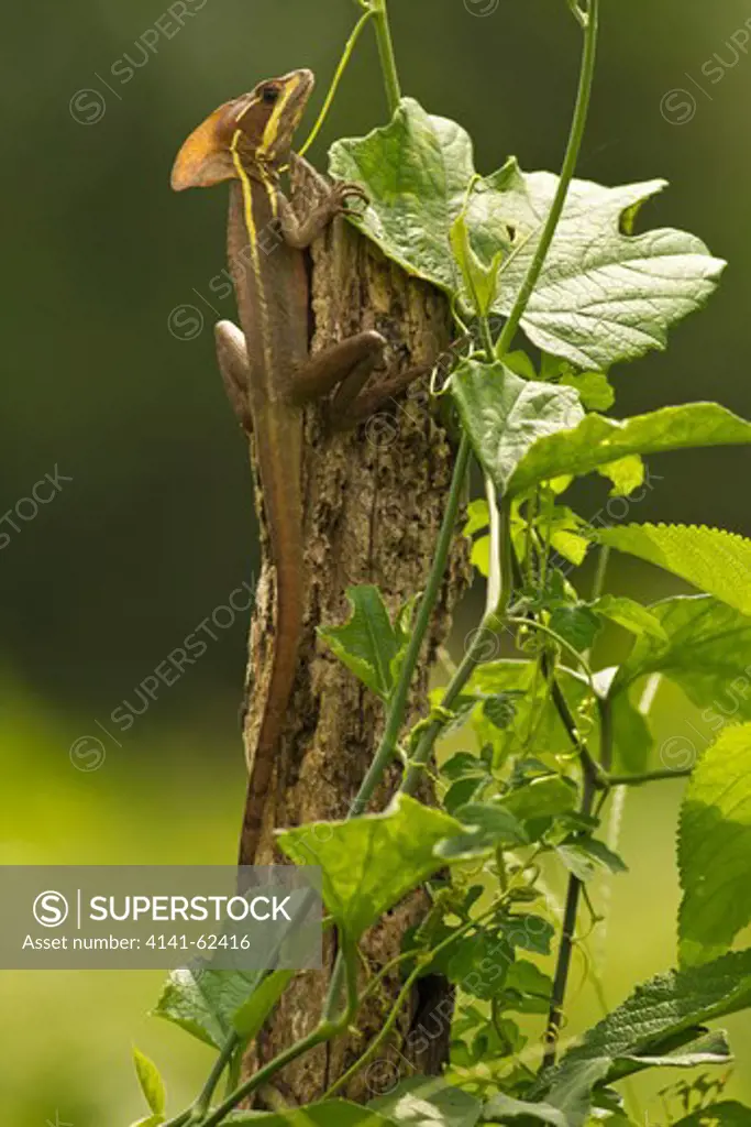 Brown Basilisk, Basiliscus Vittatus, Climbing Tree Post In Costa Rica