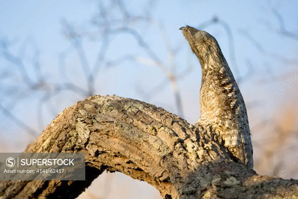 Common Potoo, Nyctibius Griseus, In The Pantanal, Brazil - Adopting A Cryptic Pose That Resembles A Broken Tree Limb.