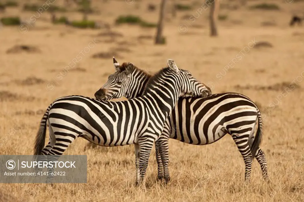 Common Zebra, Equus Burchellii, Mutual Grooming, Masai Mara Game Reserve, Kenya, East Africa
