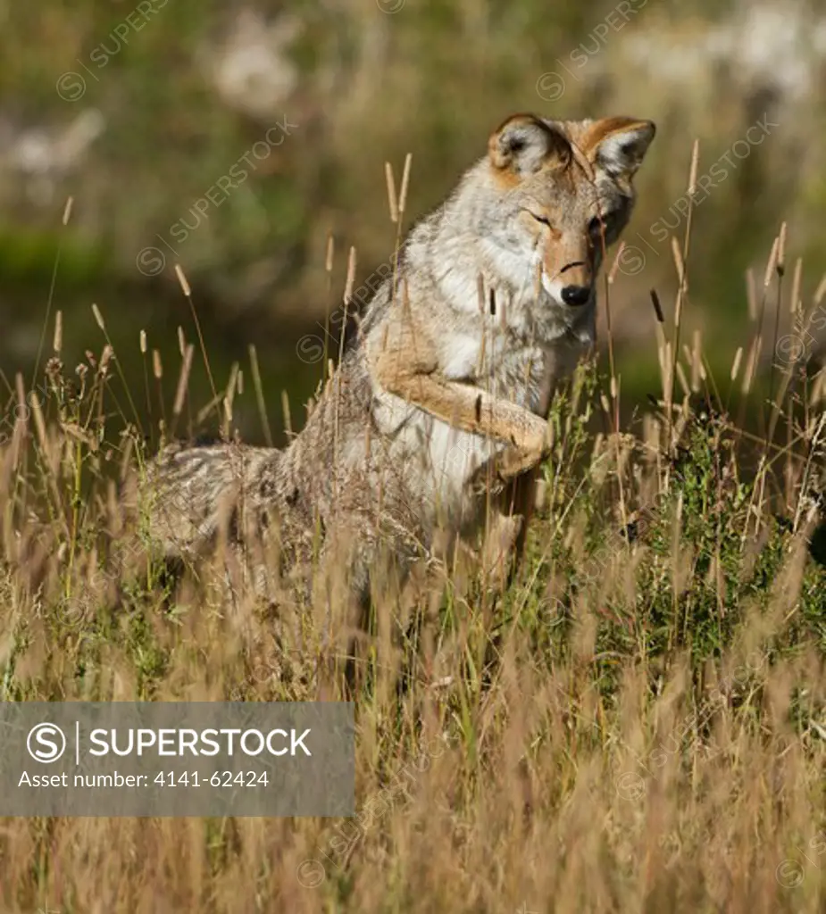 Coyote, Canis Latrans, Mousing, Hunting Meadow Voles, Midleap, Between Dynamite Corner And Roaring Mountain, Yellowstone National Park, Wyoming, Usa