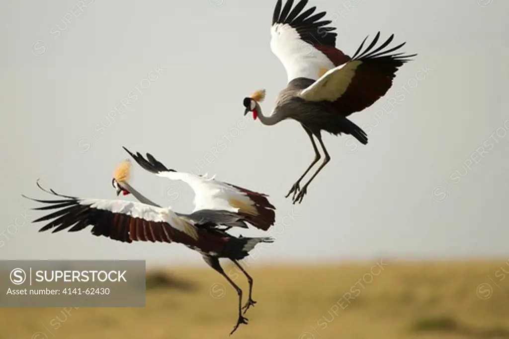 Grey Crowned Crane, Balearica Regulorum, Doing Courtship Dance, Mara Triangle, Masai Mara Game Reserve, Kenya, Africa