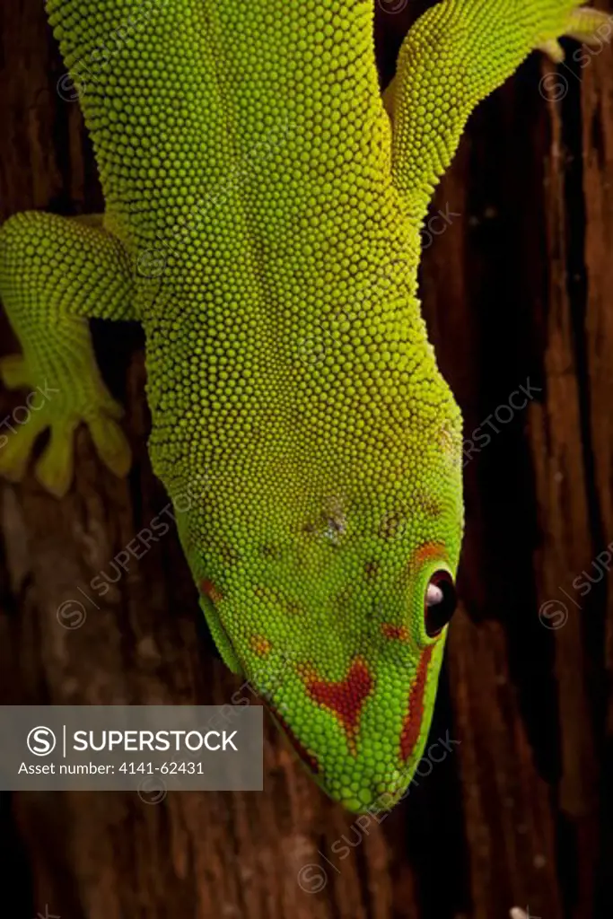 Giant Day Gecko; Phelsuma Madagascariensis; Native To Madagascar; Controlled Situation